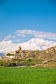 Armenien, Region Ararat, Kloster Khor Virap und Berg Ararat