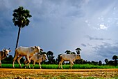 Kambodscha, Kompong Chhnang oder Kampong Chhnang, Schafhirte mit seiner Ochsenherde