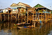 Cambodia, Kompong Phluc or Kampong Phluc, near Siem Reap, stilt house village, flooded forest on the banks of Tonlé Sap lake