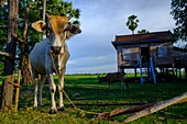 Cambodia, Kompong Thom province, Kompong Thom or Kampong Thom, traditional stilt house