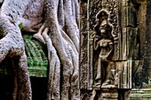 Cambodia, Angkor on World Heritage list of UNESCO, Ta Prohm temple, built in 12 th. century, by King Jayavarman VII, Apsara or Devadata statue