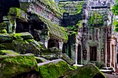 Cambodia, Angkor on World Heritage list of UNESCO, Ta Prohm temple, built in 12 th. century, by King Jayavarman VII