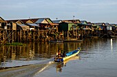 Cambodia, Kompong Phluc or Kampong Phluc, near Siem Reap, stilt house village, flooded forest on the banks of Tonlé Sap lake