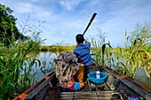 Kambodscha, Kompong Phluc oder Kampong Phluc, bei Siem Reap, Ruderboot im überschwemmten Wald am Ufer des Tonlé-Sap-Sees