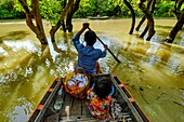 Kambodscha, Kompong Phluc oder Kampong Phluc, bei Siem Reap, Ruderboot im überschwemmten Wald am Ufer des Tonlé-Sap-Sees