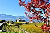 Schweiz, Kanton Waadt, Aigle, das von Weinbergen umgebene Schloss