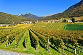 Schweiz, Kanton Waadt, Yvorne, kleines Städtchen inmitten von Weinbergen