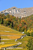 Schweiz, Kanton Waadt, Yvorne, kleines Städtchen inmitten von Weinbergen