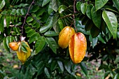 Mexico, Chiapas state, las Nubes, star fruits on an Averrhoa carambola