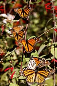 Mexiko, Bundesstaat Michoacan, Angangueo, Unesco-Welterbe, Biosphärenreservat für Monarchfalter, El Rosario, Monarchfalter (Danaus plexippus)