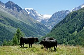 Schweiz, Kanton Wallis, Val d'Herens, Dorf Evolene im Sommer, schwarze Kühe beim Weiler La Gouille