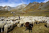 Schweiz, Kanton Wallis, Col du Grand Saint Bernard Pass