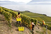 Schweiz, Kanton Waadt, Lavaux, Dorf Rivaz, Weinberge am Leman-See, Weinberge Chaudet der Familie Briaux