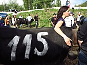 Switzerland, Valais Canton, City of Sion, yearly race Herens cows fights to indicate the queens