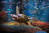 Frankreich, Pas de Calais, Boulogne sur Mer, Nausicaa-Aquarium, Nationales Zentrum des Meeres, der Schildkrötenteich