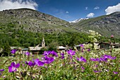 France, Savoie, Haute Maurienne, Vanoise Massif, Bonneval on General Arcvue of the village with wild geranium flowers