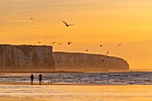 Frankreich, Somme, Ault, Sonnenuntergang auf den Klippen vom Strand von Ault, Wanderer und Fotografen kommen, um die Landschaft und Seevögel zu bewundern