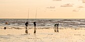 France, Somme, Ault, anglers on the beach of Ault as twilight settles down gradually