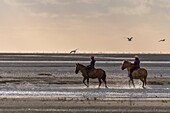 Frankreich, Somme, Baie de Somme, Naturreservat der Baie de Somme, Reiter in der Baie de Somme auf Henson-Pferden, Die Henson-Rasse wurde in der Baie de Somme für die Wanderung geschaffen