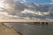 France, Somme, Baie de Somme, Natural Reserve of the Baie de Somme, riders in the Baie de Somme on Henson horses, The Henson breed was created in Baie de Somme for the walk