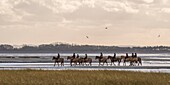 France, Somme, Baie de Somme, Natural Reserve of the Baie de Somme, riders in the Baie de Somme on Henson horses, The Henson breed was created in Baie de Somme for the walk