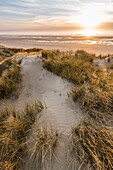 France, Somme, Picardy Coast, Fort-Mahon, the dunes of Marquenterre, between Fort-Mahon and the Bay of Authie, the white dunes covered with oyats to stabilize them