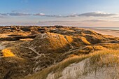 Frankreich, Somme, Picardie-Küste, Fort-Mahon, die Dünen von Marquenterre, zwischen Fort-Mahon und der Bucht von Authie, die weißen Dünen, die zur Stabilisierung mit Schilf bedeckt sind