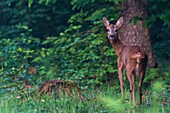 Frankreich, Somme, Wald von Crécy, Crécy-en-Ponthieu, Hirsche im Wald von Crécy