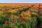 Frankreich, Somme, Bucht der Somme, Noyelles-sur-mer, Mohnblumenfeld in der Bucht der Somme