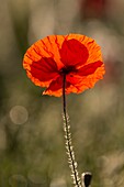 Frankreich, Somme, Bucht der Somme, Noyelles-sur-mer, Mohnblumenfeld in der Bucht der Somme