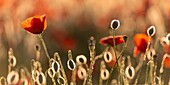 France, Somme, Bay of the Somme, Noyelles-sur-mer, Field of poppies in the Bay of Somme