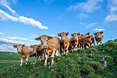 Frankreich, Cantal, Regionaler Naturpark der Vulkane der Auvergne, Kuhherde, Hochebene von Cezallier bei Segur les Villas