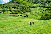 Armenia, Lorri region, Debed valley, surroundings of Alaverdi, along the hiking trail between Sanahin and Haghpat