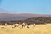 Ethiopia, Afar depression, Erta Ale volcano, camels