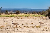 Ethiopia, Afar depression, Erta Ale volcano, kori bustard (Ardeotis kori)