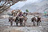 Ethiopia, Afar regional state, wadi Saba, donkeys and camels carrying salt