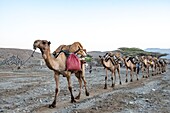 Äthiopien, Afar-Regionalstaat, Wadi Saba, Kamele auf dem Weg zum Salztransport