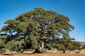 Ethiopia, Tigray regional state, Gheralta range, old fig tree