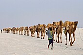 Ethiopia, Danakil depression, An Afar shepherd guides its camels transporting salt bricks extracted from lake Karum