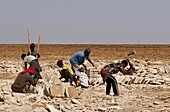 Ethiopia, Danakil depression, Afar miners extracting salt bricks from lake Karum