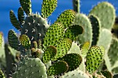 Italien, Sizilien, Äolische Inseln, von der UNESCO zum Weltkulturerbe erklärt, Insel Lipari, Feigenkaktus (Opuntia ficus-indica)