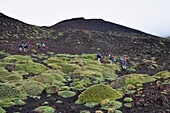 Italy, Sicily, Etna Regional Nature Park, Mount Etna, listed as World Heritage by UNESCO, 2001 eruption area not far from Sapienza refuge, pads of Astragalus siculus, endemic species of Etna