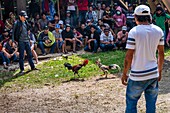 Indonesia, Sulawesi island, Toraja country, Tana Toraja, Rantepao area, rooster fight