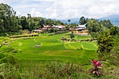 Indonesia, Sulawesi island, Toraja country, Tana Toraja, Rantepao area, Lempo, traditional Toraja houses and rice fields