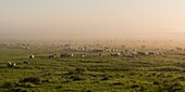 France, Somme, Baie de Somme, Le Crotoy, Sheeps of salted meadows in the Baie de Somme