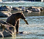 Vereinigte Staaten, Alaska, Braunbär-Grizzly beim Fischen im Chillkoot-Fluss bei Haines während der Lachslaichzeit