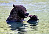 Vereinigte Staaten, Alaska, Braunbär-Grizzly beim Fischen im Chillkoot-Fluss bei Haines während der Lachslaichzeit