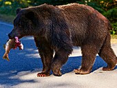 Vereinigte Staaten, Alaska, Braunbär-Grizzly beim Fischen im Chillkoot-Fluss bei Haines während der Lachslaichzeit