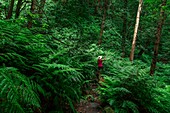 Spanien, Kanarische Inseln, La Palma, Tourist in einem Wald inmitten von tropischen Farnen