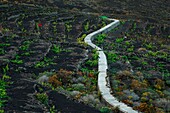 Spanien, Kanarische Inseln, La Palma, Weinbauer in seinen Weinbergen auf vulkanischem Boden unter ozeanischem Klima